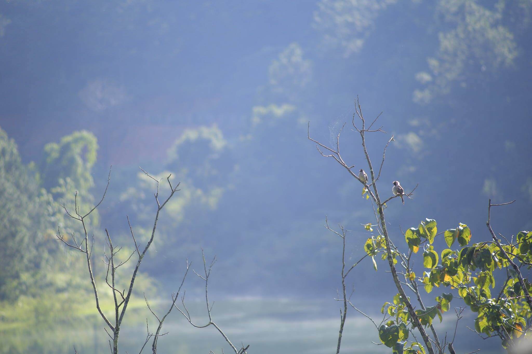 Royal Masions Da Lat Global Vocation Membership 9